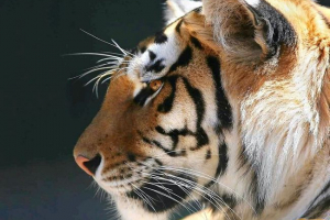 Тигр - найбільший кіт